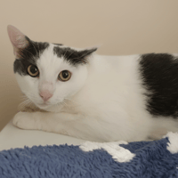 POPIX CHA, chat à adopter