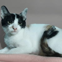 MBYIA CHA, chatte à adopter