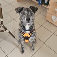 Freya, chienne à adopter