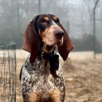 Tartine, chienne à adopter