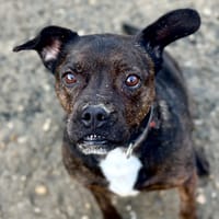 Will I am, chien à adopter