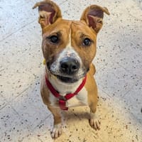 RUBY, chienne à adopter