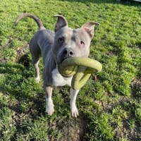 ATHENA, chienne à adopter