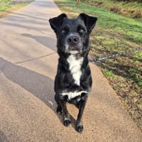 SHARKO, chien à adopter