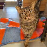 Narcisse, chat à adopter