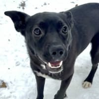 Zoja Flądra, suczka do adopcji