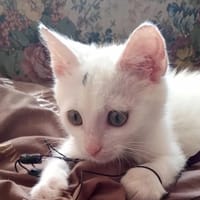 Shiro, kot do adopcji