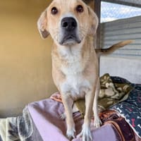 MOIRA (Martina), chienne à adopter