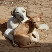 SHERLOCK, chien à adopter