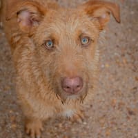 JAMES (Puertollano), chien à adopter