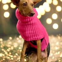 VITA (Martina), chienne à adopter