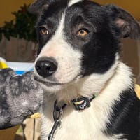 NICO (Martina), chien à adopter