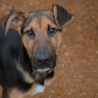 ROCO (Puertollano), chien à adopter