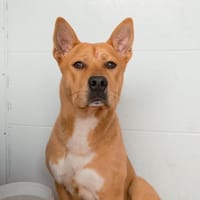 BRINDIS (Puertollano), chien à adopter