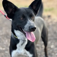 ZEUS (Puertollano), chien à adopter