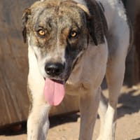 JOTA  (Puertollano), chienne à adopter