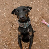 TRISKIS (Puertollano), chien à adopter