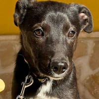 SOOTY (Martina), chien à adopter