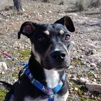 MIREL (Patas Jumila), chienne à adopter