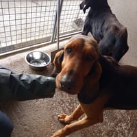 ELVIS et CARLOS, chien à adopter