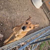 ERNEST, chien à adopter