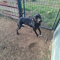 RITCHY, chien à adopter