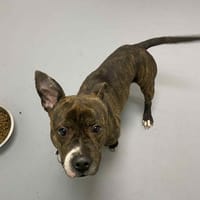 ZACK, chien à adopter