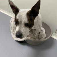 SAKURA, chienne à adopter