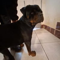 SCARLET, chienne à adopter