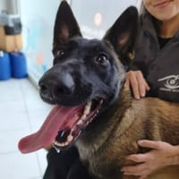 NALA, chienne à adopter