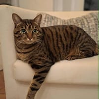 Oliver, chat à adopter