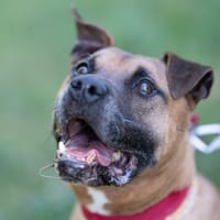 Manto, pies do adopcji