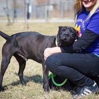 Baster, pies do adopcji