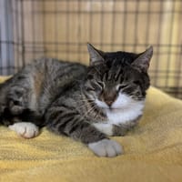 Benita, kotka do adopcji