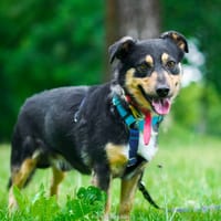 Vito, pies do adopcji