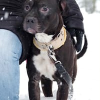 Lucek, pies do adopcji