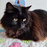 Verschmuster Langhaar-Kater Conquito, Kater zur Adoption