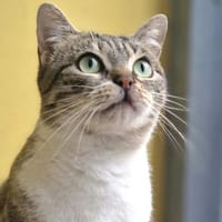 Wunderschöne anhängliche Katze Pippa, Katze zur Adoption