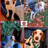 Baksi / Benni Bracke Mischling Rüde, Hund zur Adoption