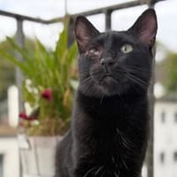 Kleiner Pirat Charly sucht Zuhause, Kater zur Adoption