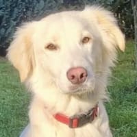 Queen sucht aktives Zuhause, Hündin zur Adoption