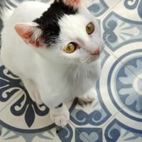 Junger, fröhlicher Kater Lisboa, Kater zur Adoption
