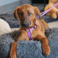 Liebe Maxima sucht ihr Zuhause...., Hündin zur Adoption