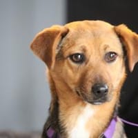 Narina sucht ihr Für-Immer-Zuhause!, Hündin zur Adoption