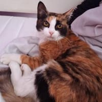 Kleine Schönheit Romanina sucht Zuhause, Katze zur Adoption