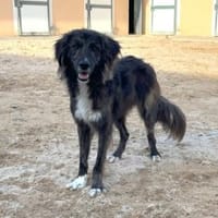 Dick sucht sein Zuhause, Hund zur Adoption