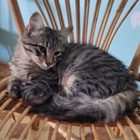 Verschmuster, hübscher Kater Chef, Kater zur Adoption