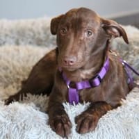 Malina sucht ihr warmes Körbchen..., Hündin zur Adoption