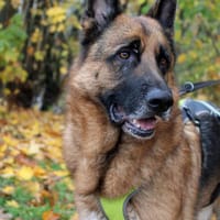 Bentley  Schäferhund mit Power und Herz, Hund zur Adoption