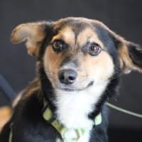 Dorino sucht sein Glück..., Hund zur Adoption